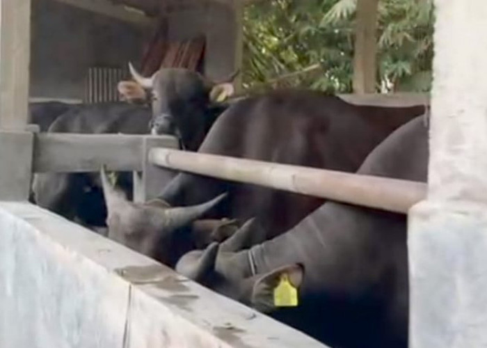 Sapi Bali Mulai Dilirik untuk Kurban di Kebumen