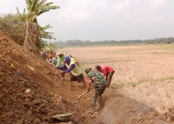 Irigasi Dangkal, Petani Sibrama Banyumas Gali Sedimen, Gotong Royong Pulihkan Pengairan Sawah