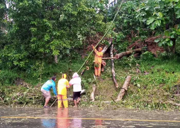Pohon Tumbang Selesai Ditangani, Arus Lalu Lintas Lancar Kembali di Banyumas