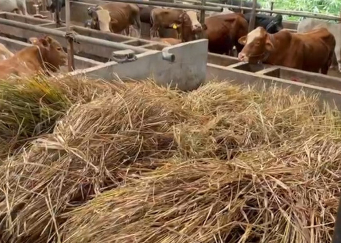 Inilah Pakan Ternak Berhasil Kembangkan Bisnis Dengan KUR BRI