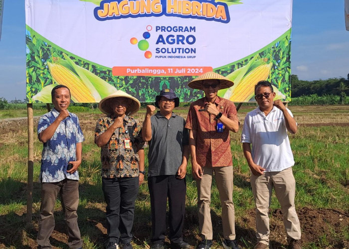 Tanam Perdana Agrosolution di Purbalingga, Pupuk Kaltim Sasar Pengembangan Benih Jagung Hibrida   