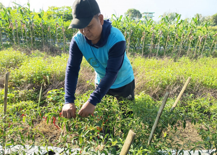 Lulusan Magister Hukum Unnes Pilih Fokus Tanam Cabai, Menjadi Petani Adalah Panggilan Hati