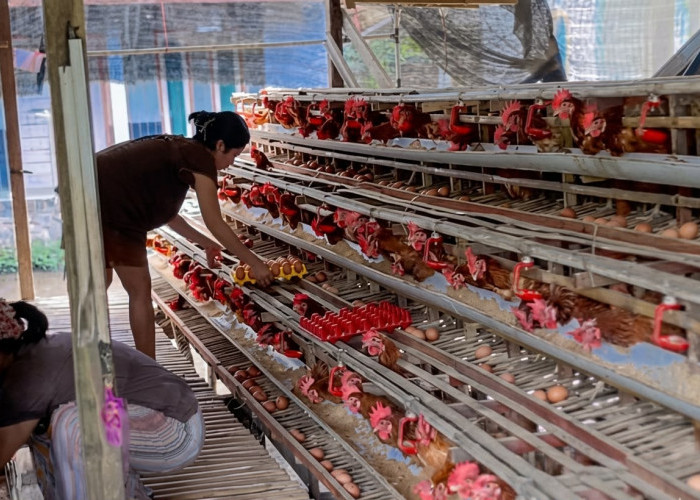 Harga Telur di Banjarnegara Turun ke Rp23 Ribu, Peternak Mulai Putar Strategi
