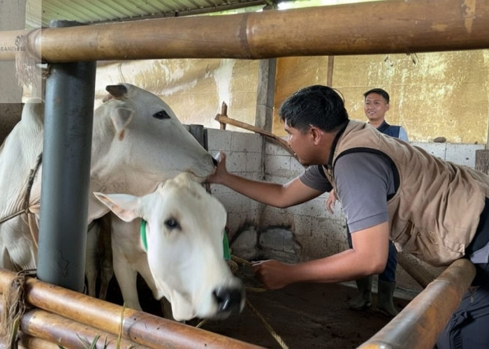 Target Vaksinasi PMK Purbalingga Turun Jadi 7.500 Dosis, Fokus Vaksin Ulang dan Sapi Baru