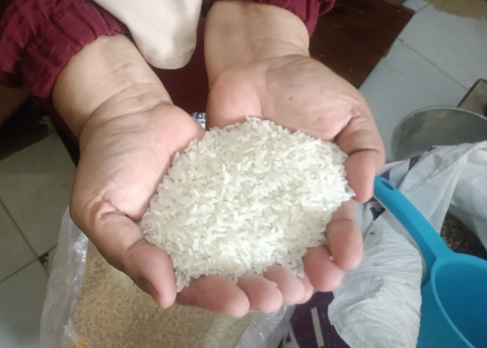 Marak Beras Oplosan, Ini Dampak Bahaya Konsumsi dan Cara Bedakan dengan Beras Asli