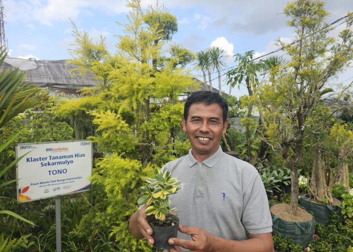 Sukses Jadi Mata Pencaharian Warga Sekitar, Ini Kisah Klaster Usaha Tanaman Hias Binaan BRI
