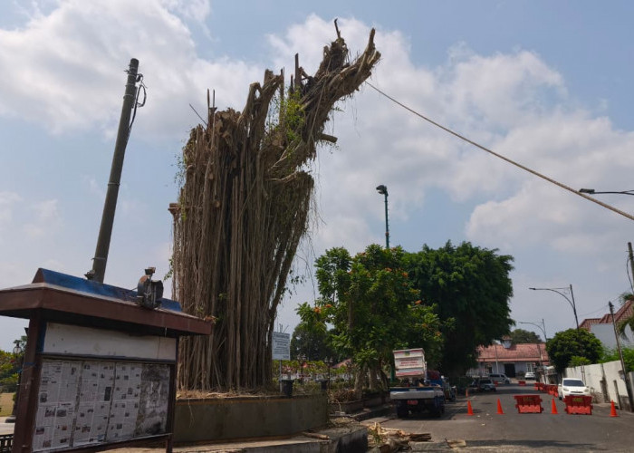 DLH Pangkas Beringin Tua Alun-alun Purwokerto, Pelapukan Batang Picu Kekhawatiran