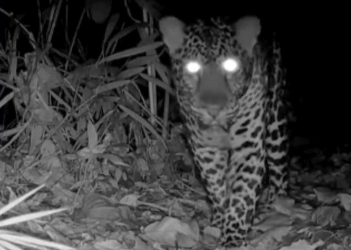 Macan Tutul Jawa Terekam Kamera Jebak di Nusakambangan