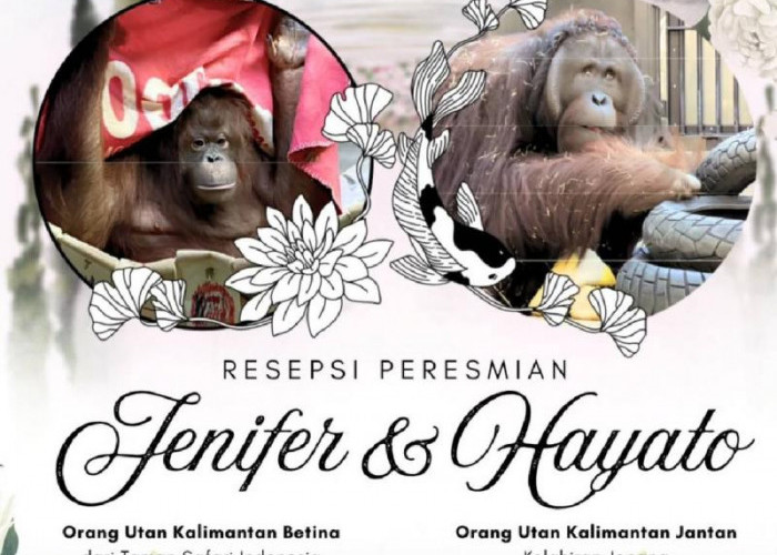 Resepsi Pernikahan Orangutan Kalimantan di Tokyo