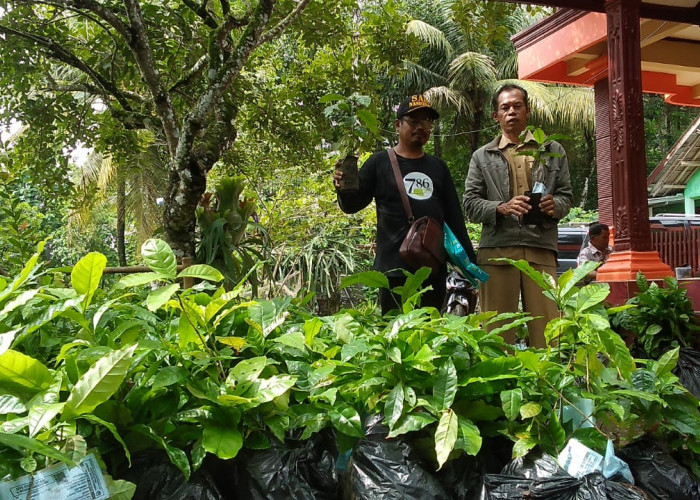 Harga Kopi Kemasan Melonjak, Petani Desa Selanegara Tanam Bibit Kopi