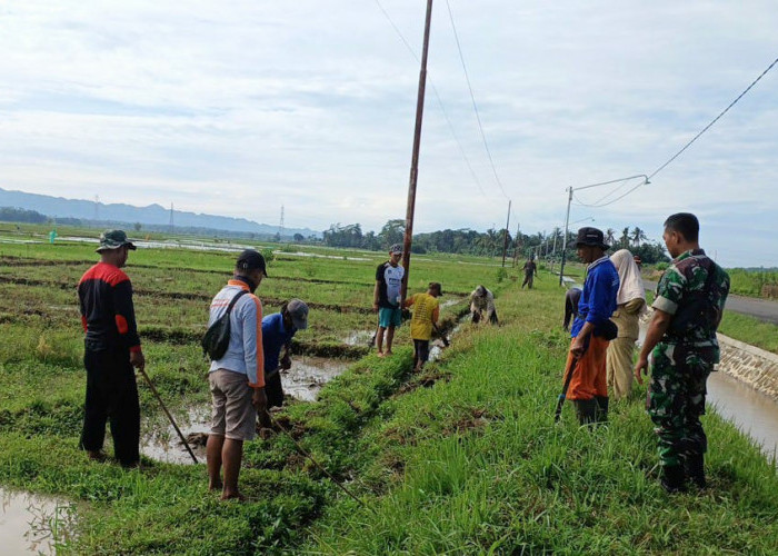 Diserang Tikus, Petani di Kelurahan Sumpiuh Semai Benih Ulang Hingga Tiga Kali