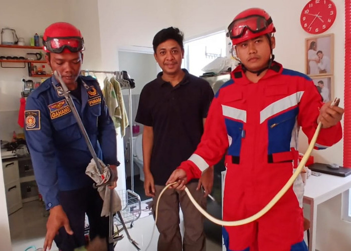 Ular Sawah Bikin Geger Warga Perumahan di Babakan