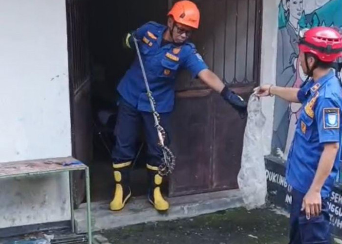Ular Welang Neurotoksin Diamankan Damkar dari Kantin Dindikbud Purbalingga