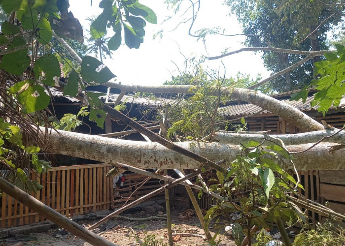 Akibat Angin Kencang, Pohon Tumbang Menimpa Rumah Warga di Adipala