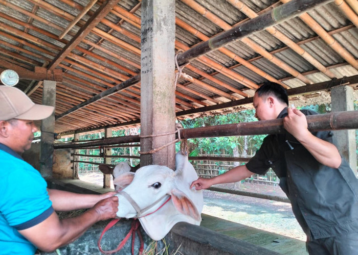 Jelang Idul Adha, Stok Sapi di Cilacap Dipastikan Aman