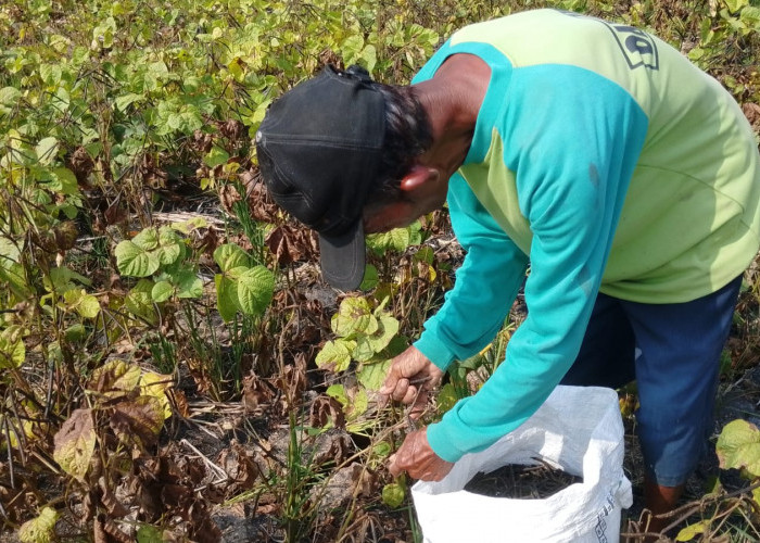 Harga Kacang Hijau Masih Rp15 Ribu, Petani Somagede Banyumas Harap Nilai Jual Komoditas Naik