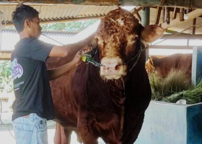 Sapi Bobot Satu Ton Asal Bunton Adipala Jadi Kurban Presiden