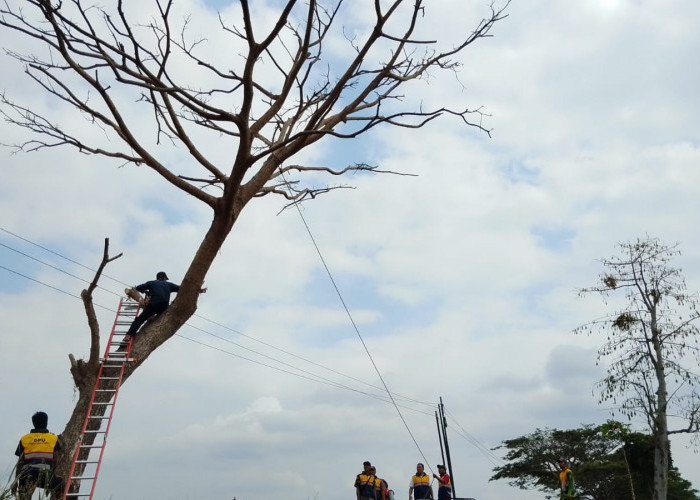 Lima Pohon Diduga Sengaja Dibakar di Banyumas, Pohon Mati Ancam Pengguna Jalan
