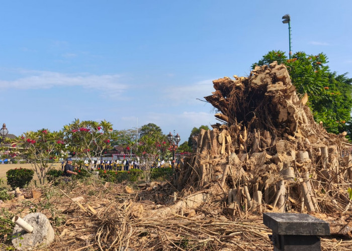 Beringin Tua Alun-Alun Purwokerto Ditebang, Pohon Pengganti Ditanam Desember