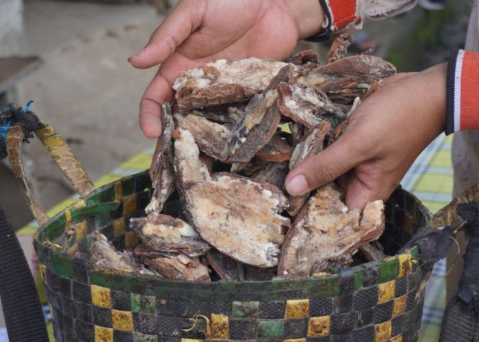 Wapres Gibran Dorong Hilirisasi Kemenyan Tak Hanya Sekedar Ekspor Bahan Mentah