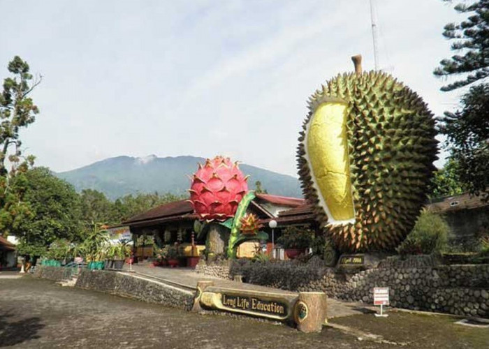 Berlibur Di Durian Warso Farm, Destinasi Wisata Kebun Durian Di Bogor