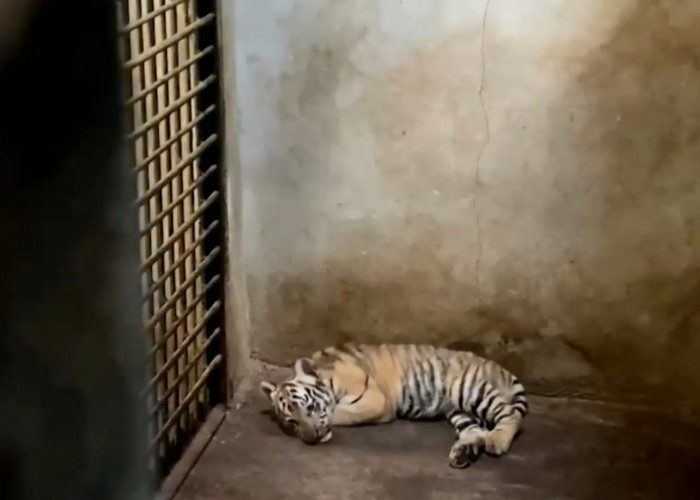 Bayi Harimau Benggala Hadir di Serungling Mas Banjarnegara