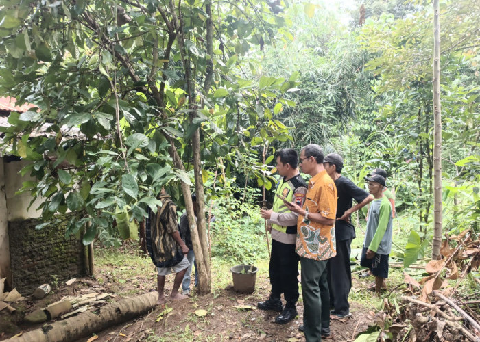 Hendak Petik Daun Singkong, Tarsiyem Menjerit Lihat Sosok Menggantung di Pohon