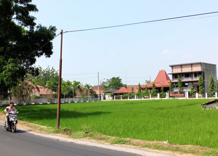 100 Hektare Tanaman Padi di Purbalingga Rusak Akibat Kekeringan, Enam Kecamatan Terdampak