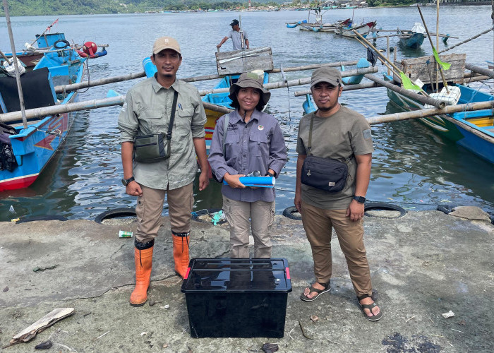 Sanca Kembang Sepanjang 3,5 Meter Dilepasliarkan di Nusakambangan Timur