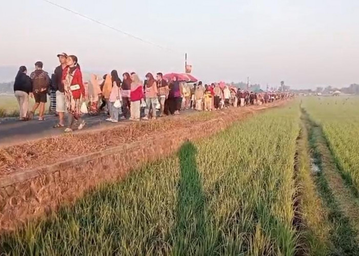 CFD di Tengah Sawah Jadi Tren Baru di Banjarnegara, Ribuan Warga Padati Setiap Akhir Pekan