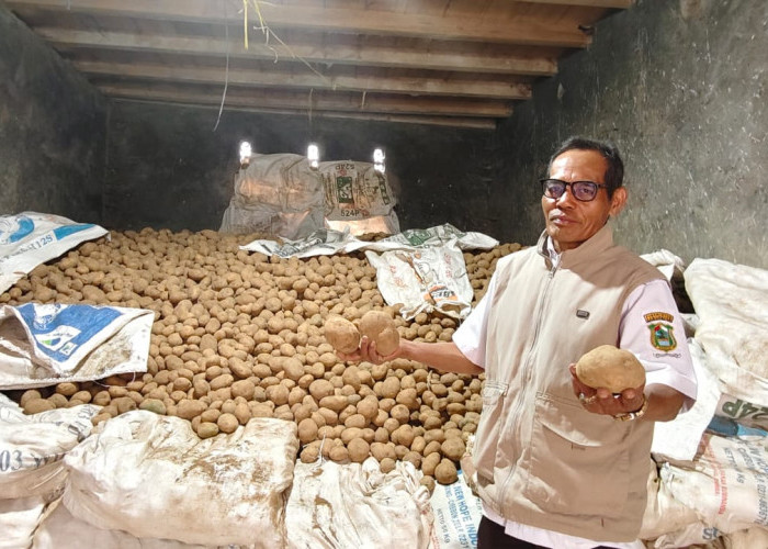 Harga Jual di Bawah Rp 10 Ribu, Petani Kentang Banjarnegara Bertahan di Tengah Kerugian