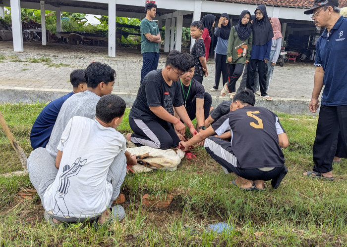 MAN 2 Banyumas Latih Murid Praktik Penyembelihan Hewan Kurban  