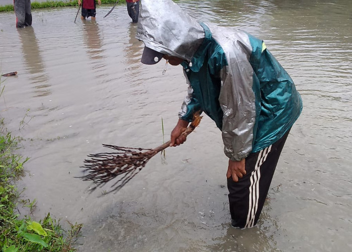 POPT Wilayah Banyumas Timur Dorong Desa Alokasikan Anggaran Penanggulangan Hama