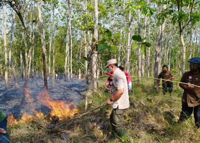 Lahan Jati Milik Perhutani di Kecamatan Sidareja, Cilacap Terbakar, Penyebab Tidak Diketahui