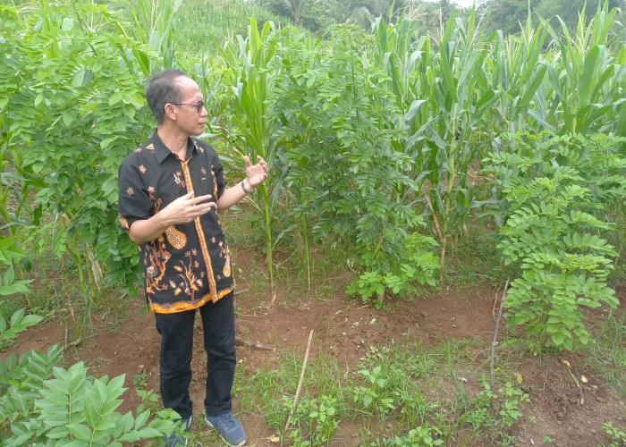 Tiga Wilayah di Cilacap Dipersiapkan Sebagai Lahan Tananam Biomassa 