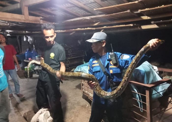 Heboh! Ular Sanca Sepanjang 3,5 Meter Gegerkan Warga Adiraja
