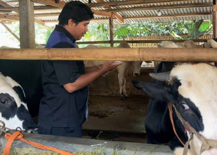 Cegah Penyebaran Penyakit Ternak, DPPP Purbalingga Gencarkan Vaksinasi