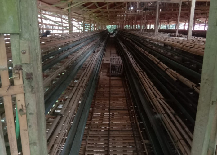 Kandang Kosong, Peternak: Populasi Ayam Petelur Stabil Diperkirakan Tahun Depan
