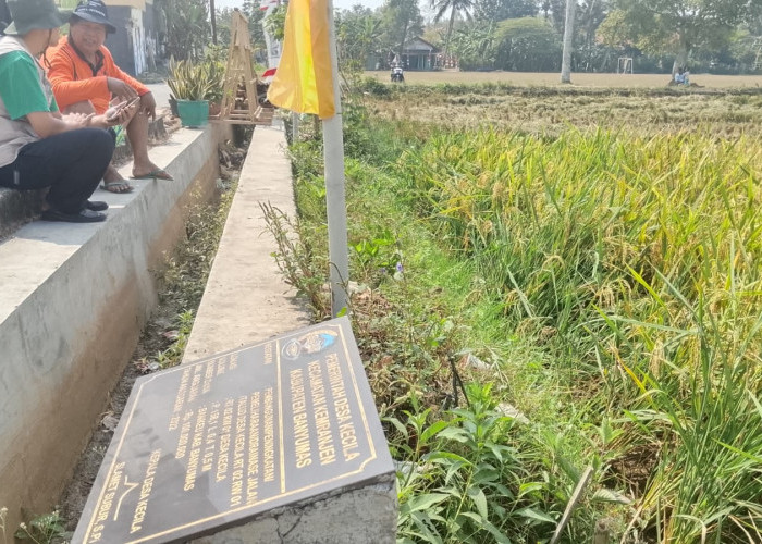 Kemarau Paksa Petani Kecila Tunda Tanam Padi, Saluran Pengairan Sawah Mengering