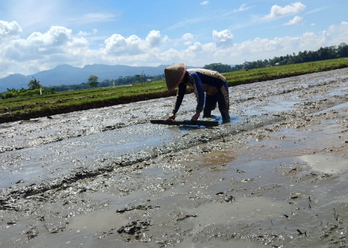 Petani Sumpiuh Banyumas Ajukan Sarpras Pengairan, Antisipasi Kemarau Panjang dan Jaga Produktivitas Sawah