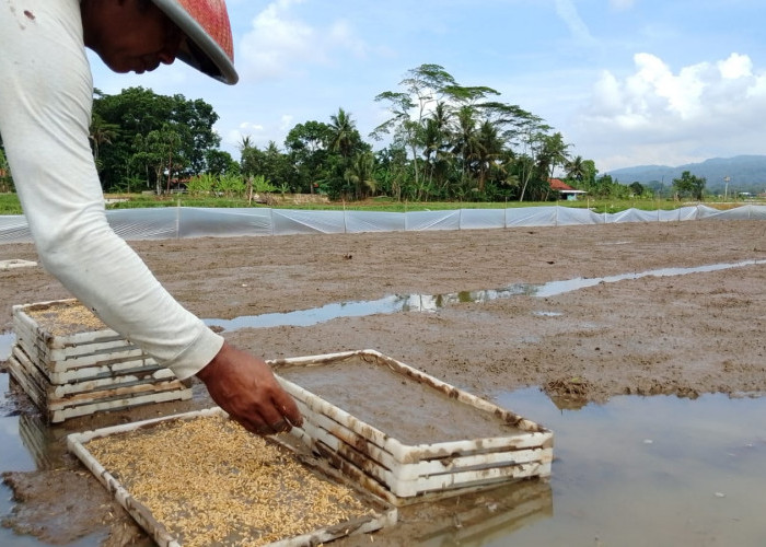 Irit Benih, Petani Gunakan Rice Transplanter