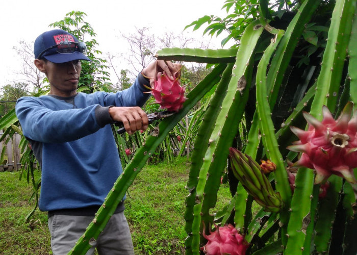 Puncak Gelar Desa Wisata Jawa Tengah, Siapkan 40 Kg Buah Naga 