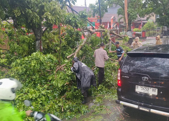Hujan Deras, Pohon Peneduh Jalan Tumbang Menutup Jalan