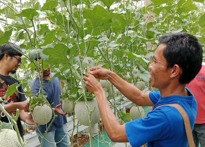 BUMDes Gumelar Banyumas Kembangkan Melon Hidroponik, Greenhouse Dongkrak Hasil Panen dan Pendapatan Petani