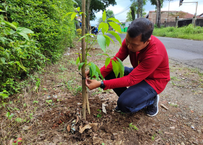 DLH Kabupaten Banyumas Tanam 350 Pohon Tabebuya