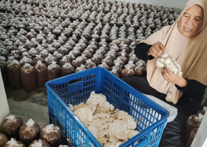Sunarti Tekuni Jamur Tiram di Sumpiuh Banyumas, Pensiunan Penyuluh Raih Omzet Rp1 Juta Per Minggu