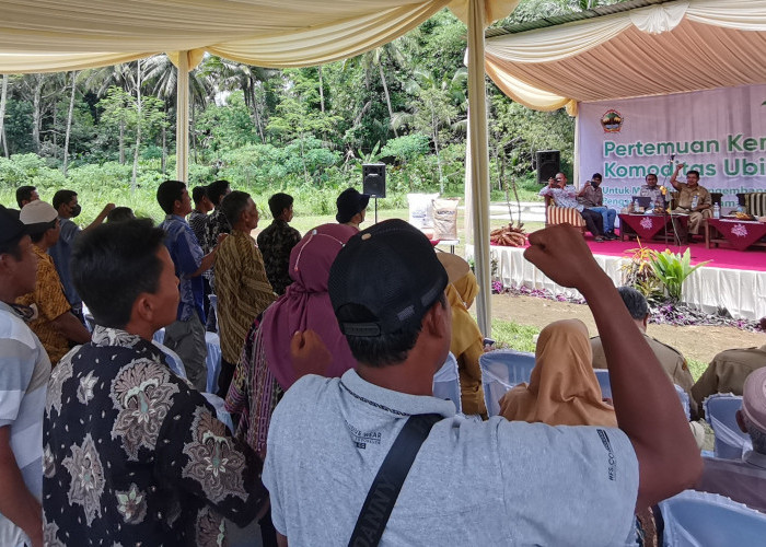Di Banjarnegara, Petani Singkong Protes Tak Dapat Pupuk Bersubsidi, Tepung Mocaf Kerek Harga Singkong 