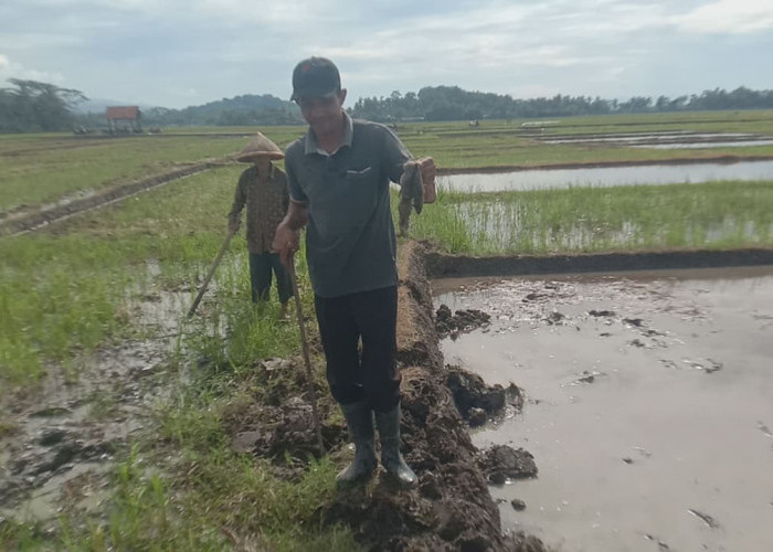 Petani Diminta Pengendalian Hama Tikus Berkelanjutan