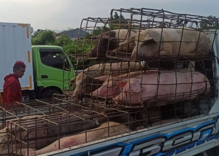 Babi Berserakan di Jalan Tol Akibat Pick Up Kecelakaan di TOL Jagorawi