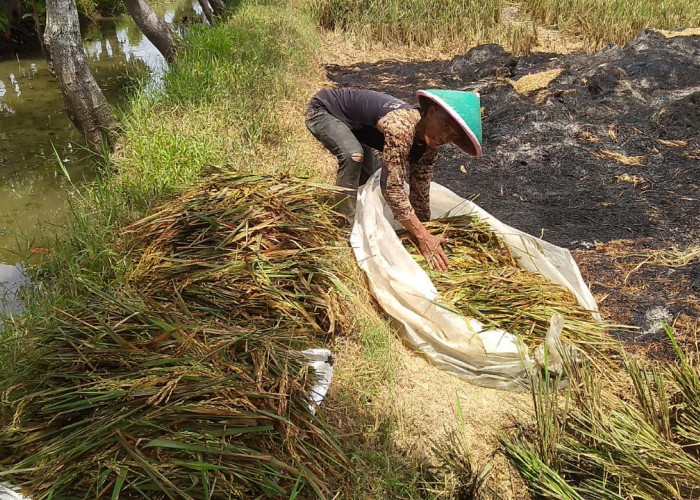 Sulit Cari Buruh Panen Padi Rebah, Meski Upah Lebih Tinggi 